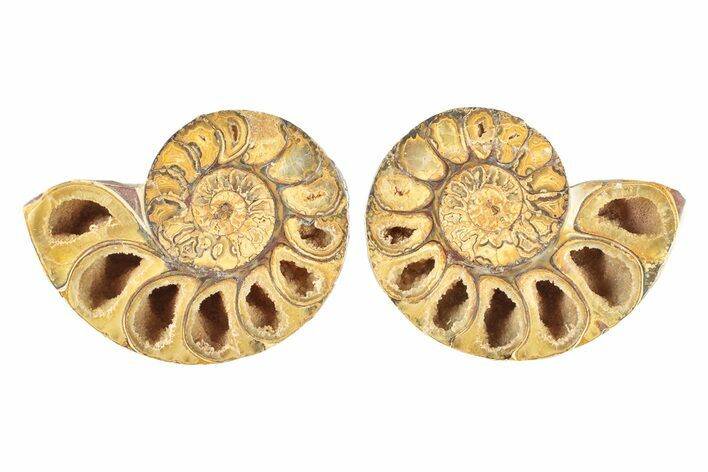 Jurassic Cut & Polished Ammonite Fossil - Madagascar #239380